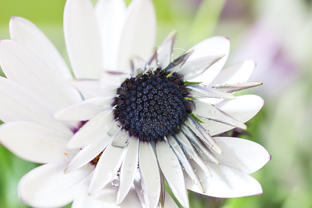 玛格丽特 伯恩霍尔玛格丽特 开普篮 - 上的免费照片