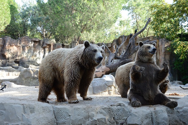 熊 自然 动物 - 上的免费照片