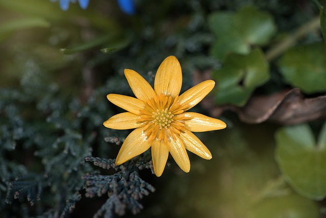 白屈菜 花 植物 - 上的免费照片