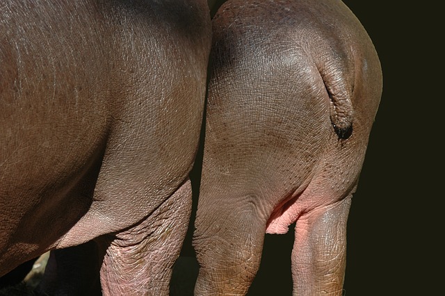 河马 动物 反刍动物 - 上的免费照片