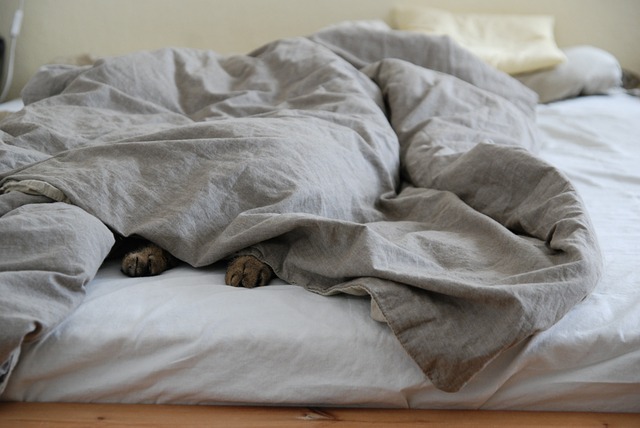 床 棉被 猫爪 - 上的免费照片