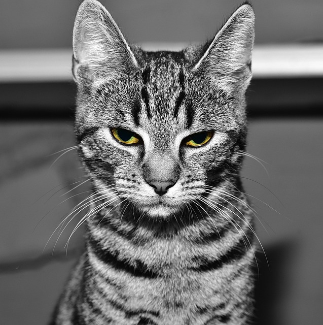 猫 家畜 动物 - 上的免费照片