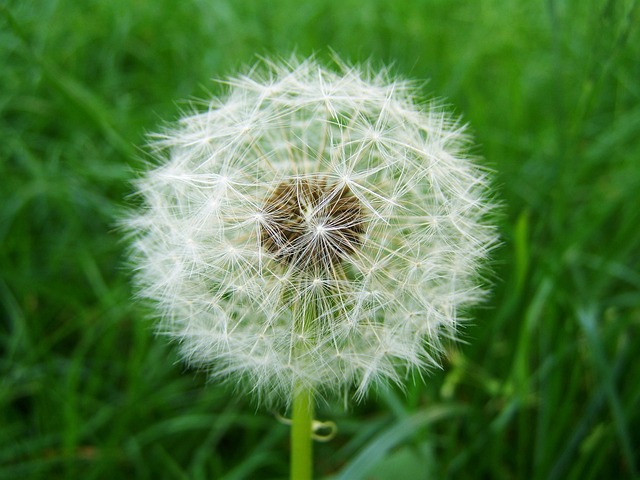 浴袍蒲公英杂志 儿童链草 - 上的免费照片