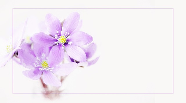 绘画 肝花 花 - 上的免费照片