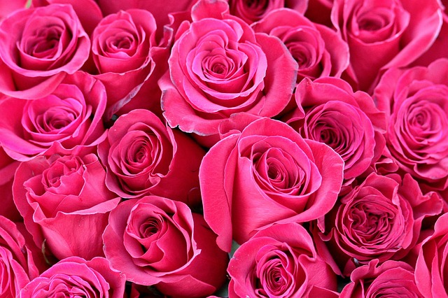 玫瑰 花束 红色的 - 上的免费照片