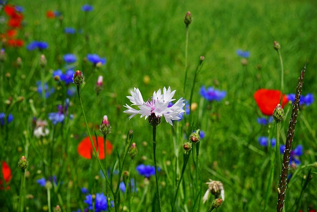 矢 花朵 野花 - 上的免费照片