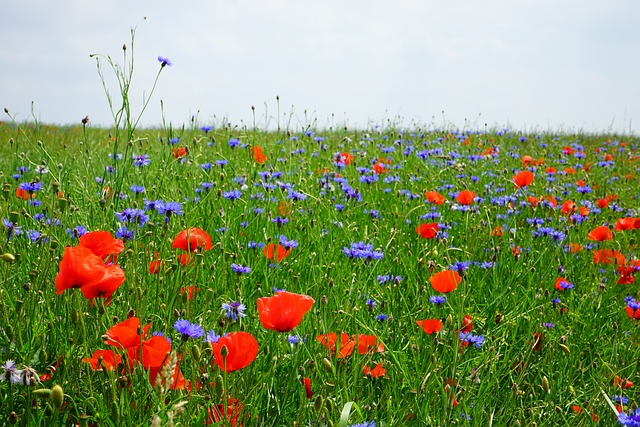 罂粟田 矢车菊田 虞美人 - 上的免费照片