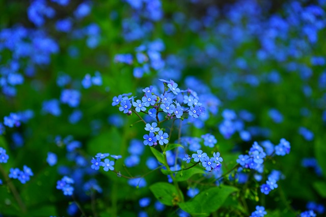 勿忘我烤 花朵 蓝色花朵 - 上的免费照片