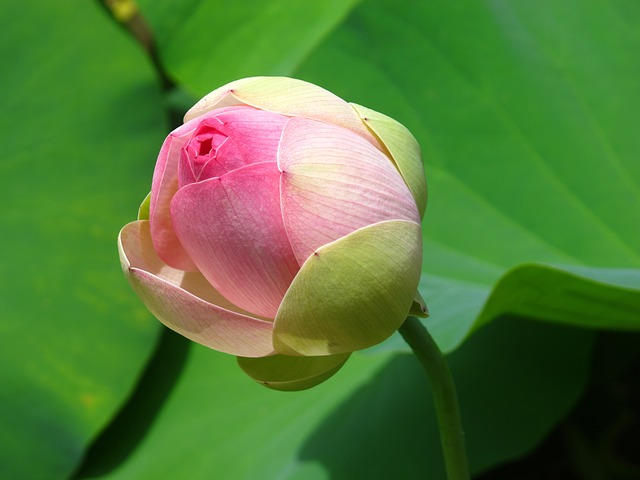 莲花 花 芽 - 上的免费照片