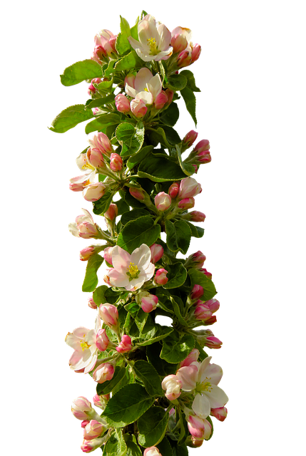 春天 苹果花 开花 - 上的免费照片