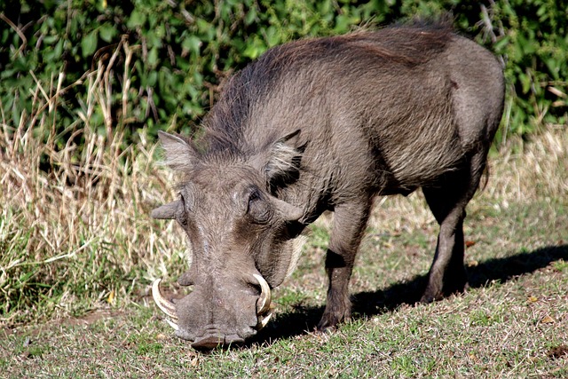疣猪 猪 野猪 - 上的免费照片