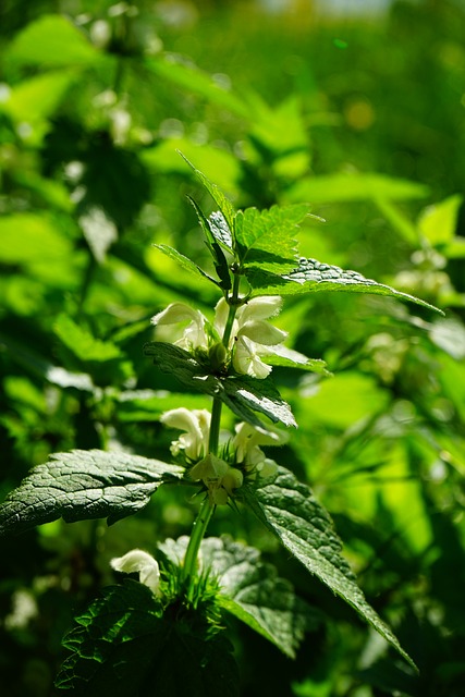 白色 Deadnettle 死荨麻 花 - 上的免费照片