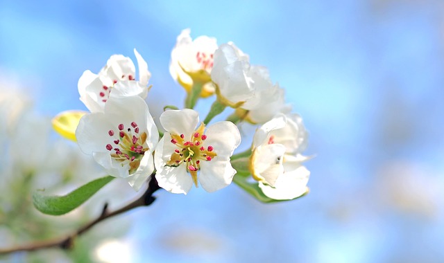 苹果花 花朵 树 - 上的免费照片