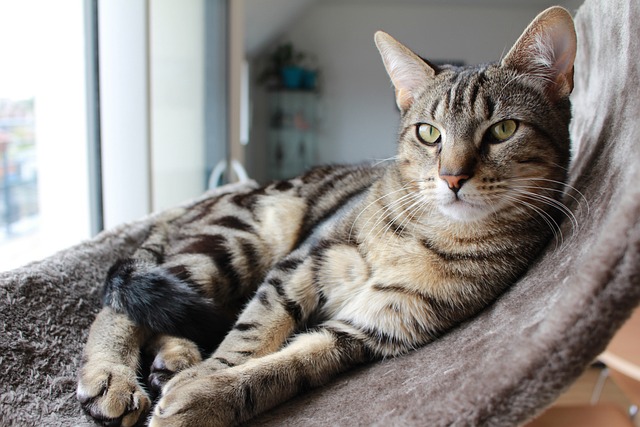 猫 条纹猫 室内猫 - 上的免费照片