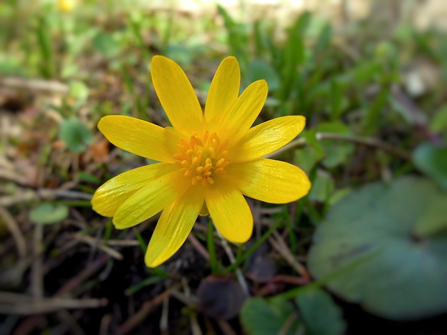 花 春天 春天的植物 - 上的免费照片