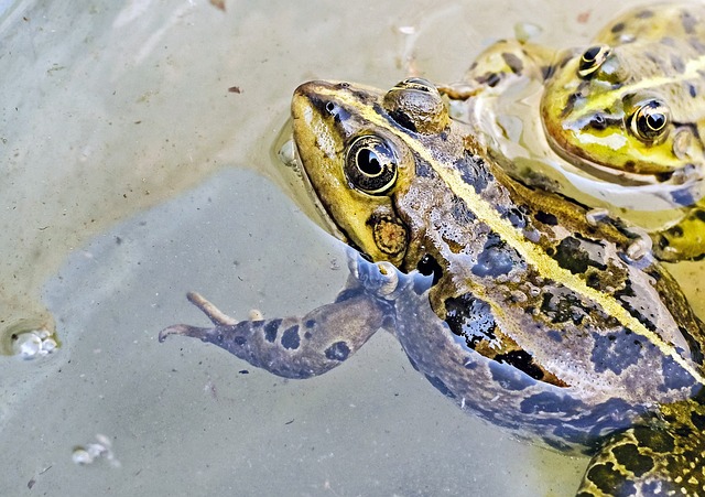 青蛙 水蛙 动物 - 上的免费照片