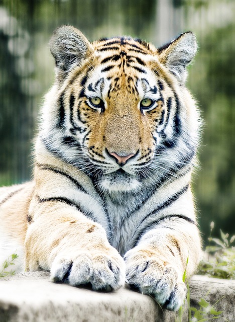 老虎 西伯利亚虎 大猫 - 上的免费照片