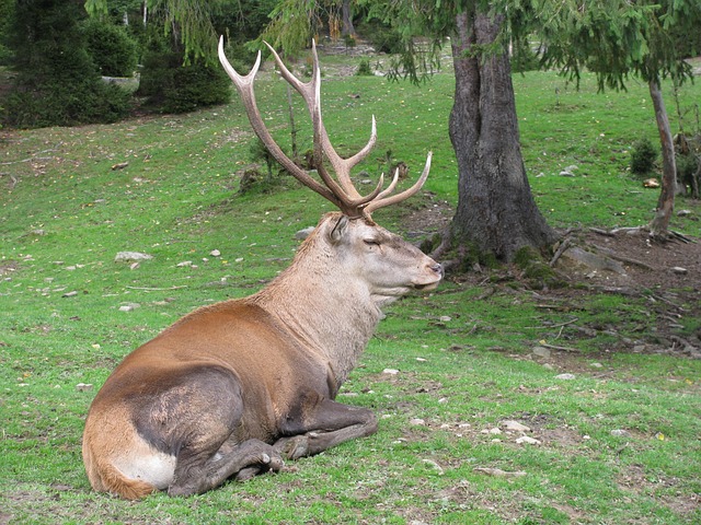 鹿 动物 角 - 上的免费照片