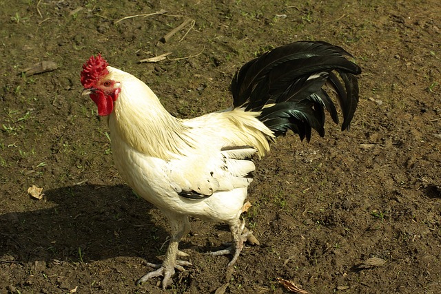 韩吉洙 乳清 性质 - 上的免费照片