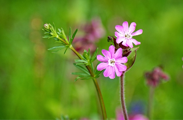 红色康乃馨 Silene Dioica 红 Catchfly - 上的免费照片