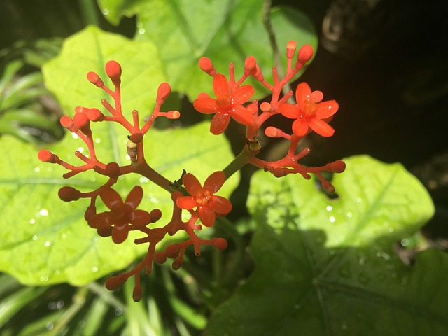 植物 花园 草本植物 - 上的免费照片