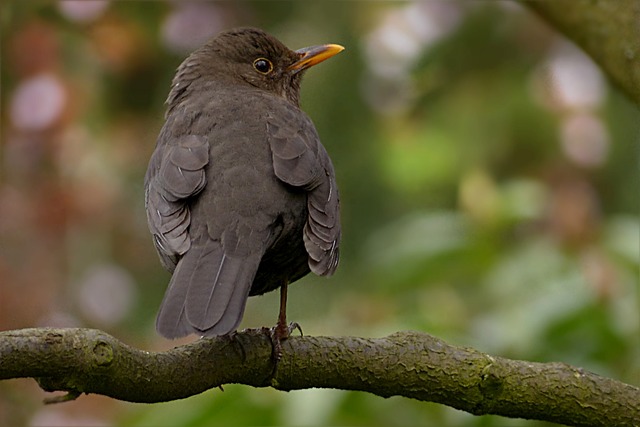 节气门 Turdus Philomelos 鸟 - 上的免费照片