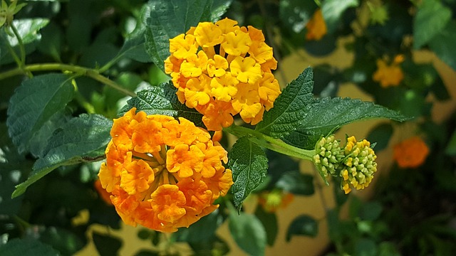 卡里亚基约 花朵 热带 - 上的免费照片