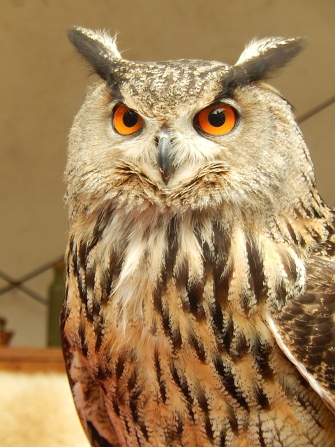 大公 鸟 - 上的免费照片