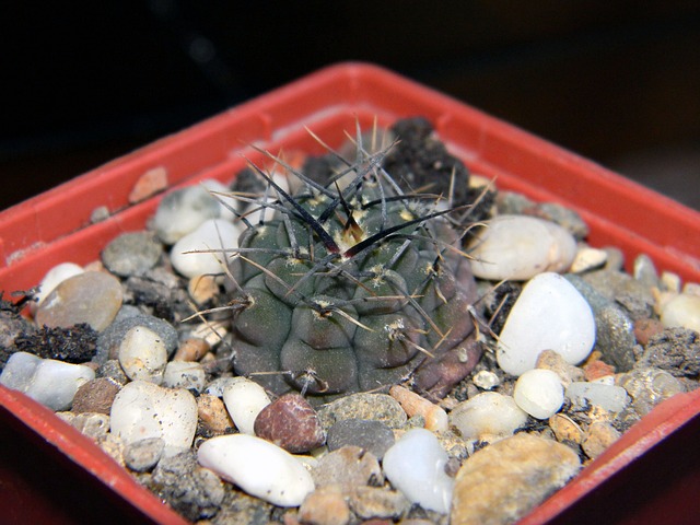 Hymnocalycium 仙人掌 多汁的 - 上的免费照片