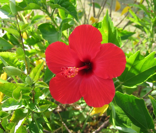 芙蓉 石垣岛 孤岛 - 上的免费照片