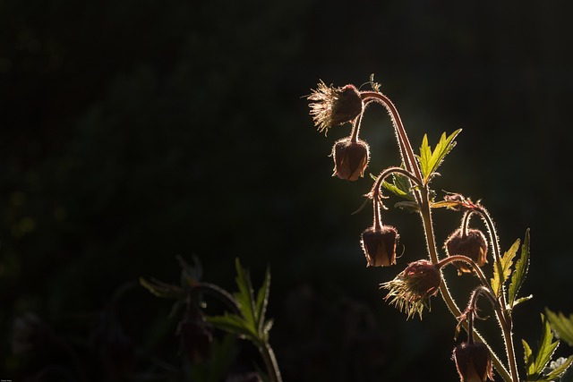 巴赫 Avens 血 野花 - 上的免费照片