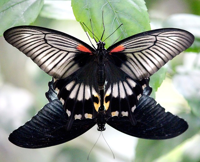 蝴蝶 配对 自然 - 上的免费照片