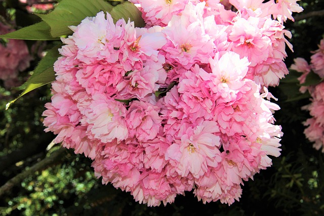 花 Umbel 樱花 局部视图 - 上的免费照片