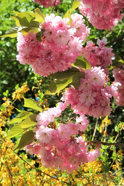花 Umbel 樱花 局部视图 - 上的免费照片