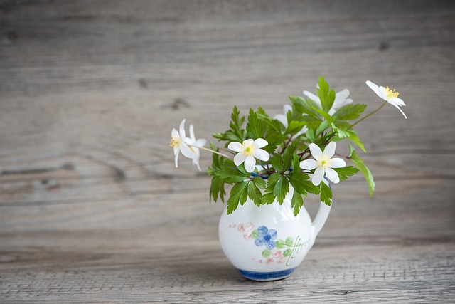 灌木海葵 毛茛科 海葵 Nemorosa - 上的免费照片