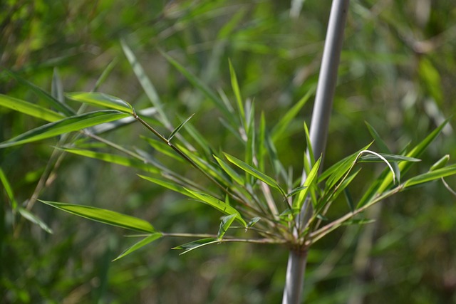 竹子 植物 生长 - 上的免费照片