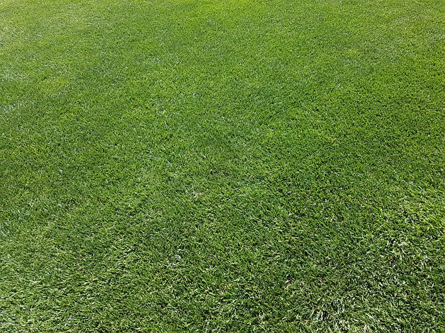 草地 观赏草坪 绿色 - 上的免费照片