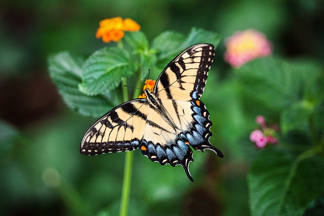 蝴蝶 翅膀 花朵 - 上的免费照片