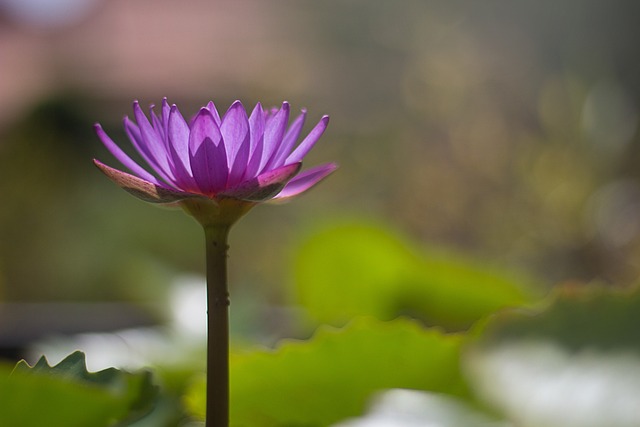 花 木头 豆瓣番石榴 - 上的免费照片