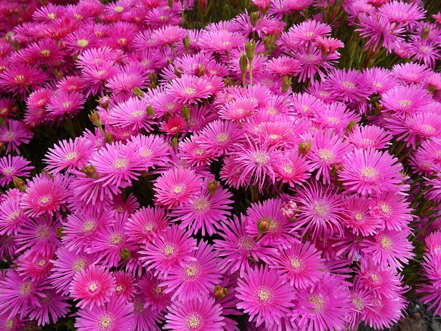 松叶菊 鲜花 粉色 - 上的免费照片