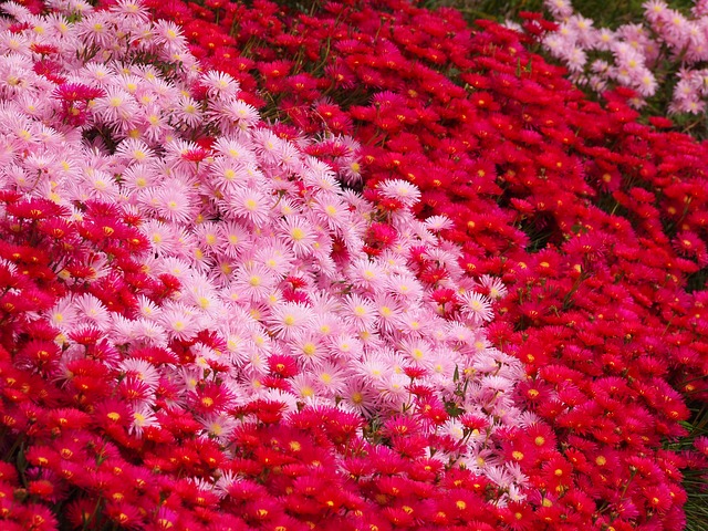 松叶菊 鲜花 红色的 - 上的免费照片