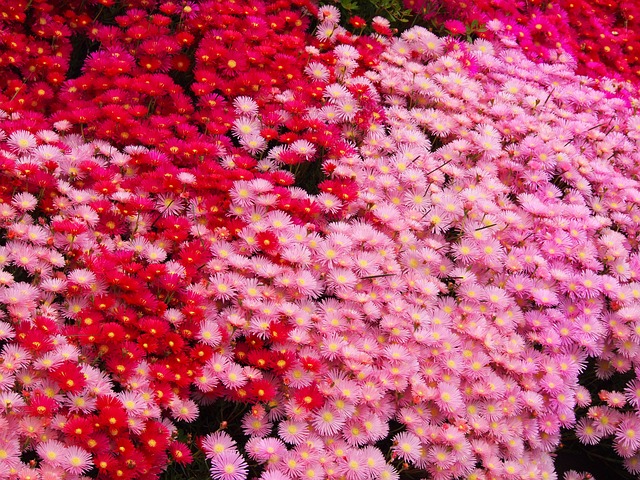 松叶菊 鲜花 红色的 - 上的免费照片