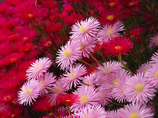 松叶菊 鲜花 红色的 - 上的免费照片