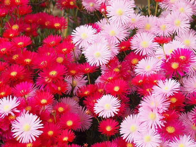 松叶菊 鲜花 红色的 - 上的免费照片
