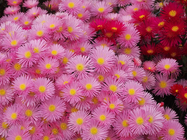 松叶菊 鲜花 红色的 - 上的免费照片