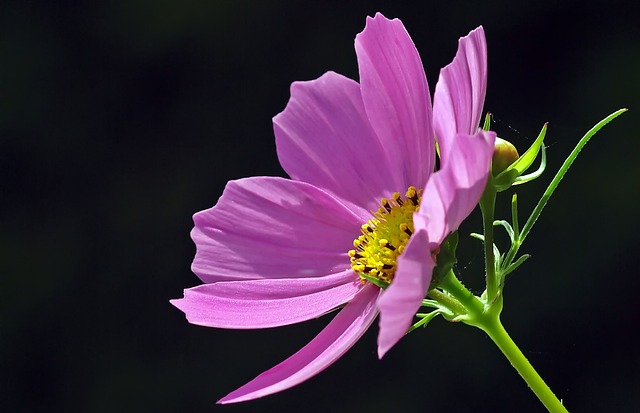 Cosmea 花 花瓣 - 上的免费照片