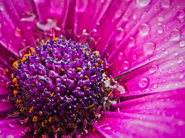 开普篮 花 复合材料 - 上的免费照片