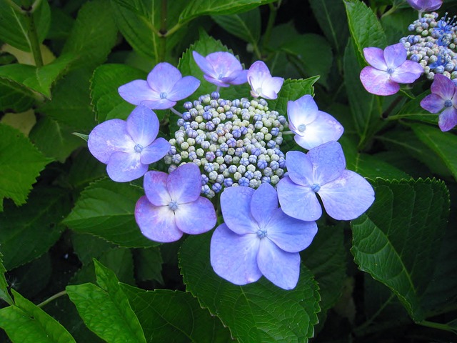 绣球花 奥塔桑 鲜花 - 上的免费照片