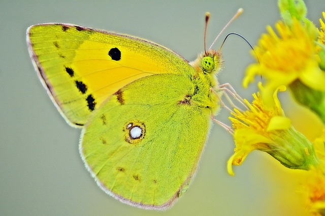蝴蝶 黄色 柠檬 - 上的免费照片
