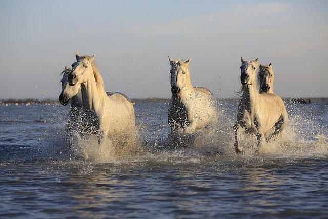 马匹 放牧 水 - 上的免费照片